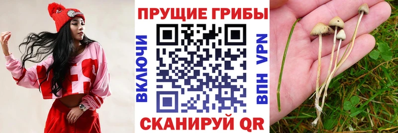 Галлюциногенные грибы Cubensis  shop формула  Иваново 
